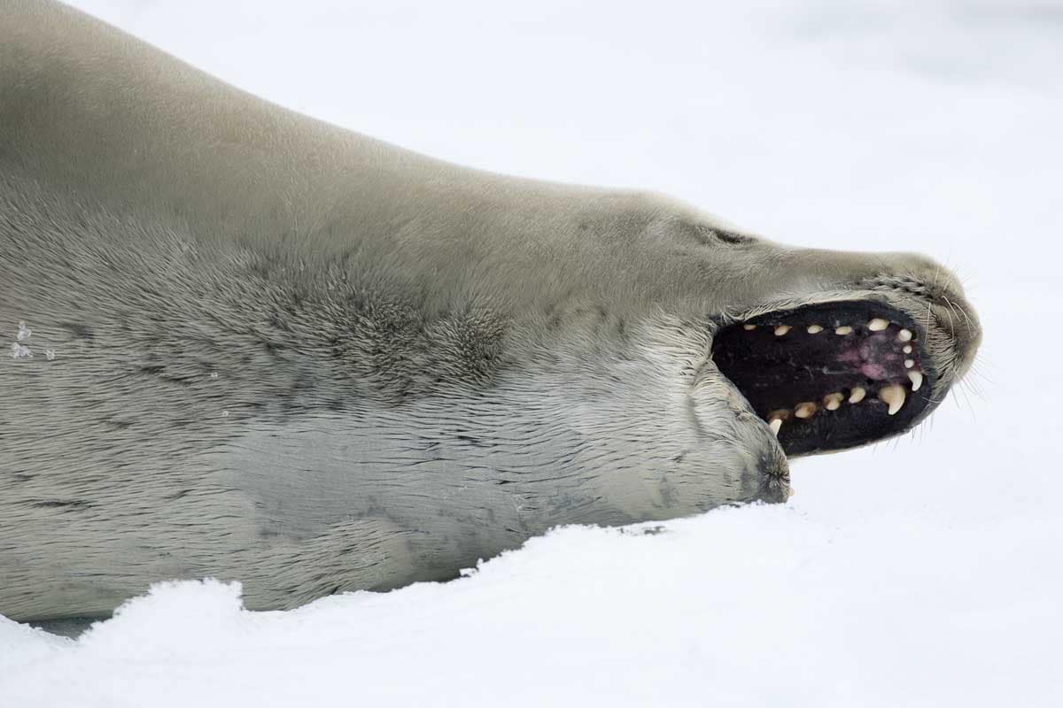 Antarctica 2017 - Mammals 091