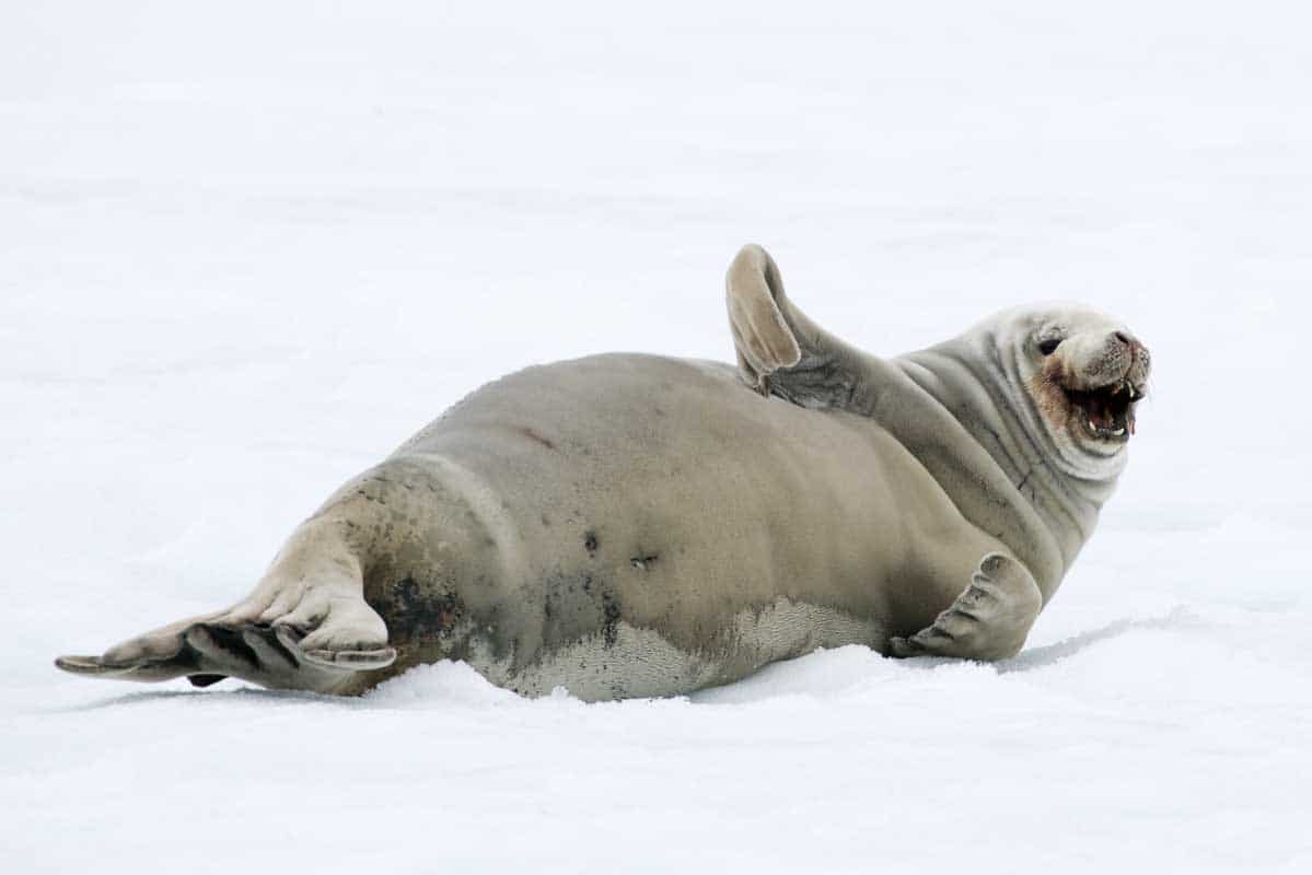 Antarctica 2017 - Mammals 109