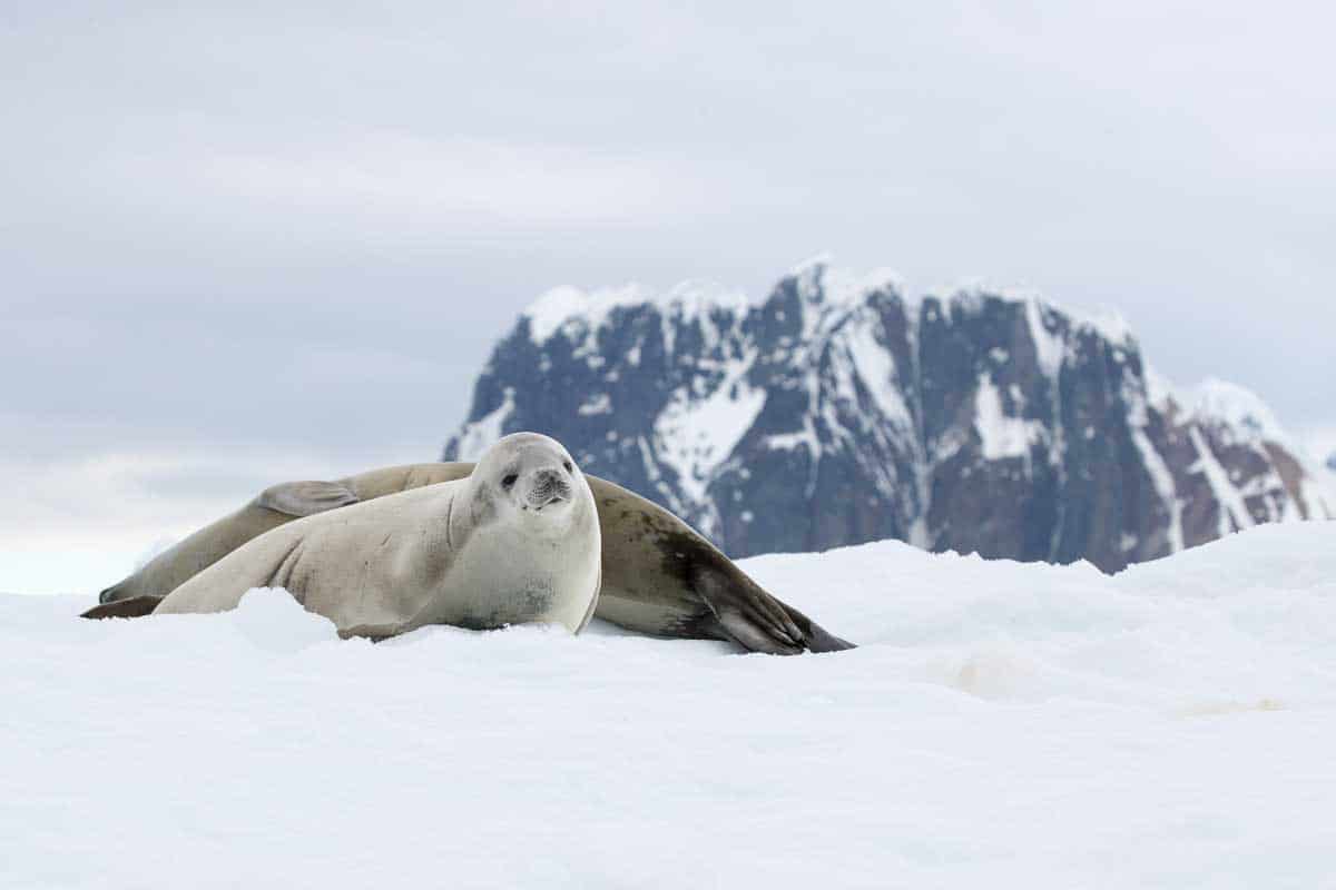 Antarctica 2017 - Mammals 113