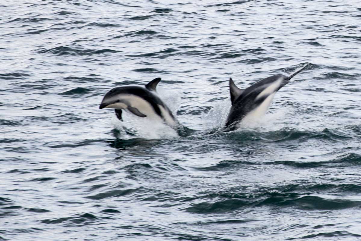 Antarctica 2017 - Mammals 132