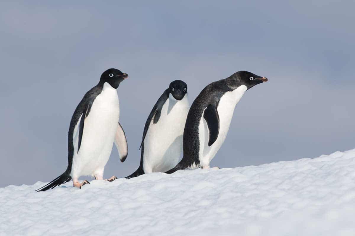 Antarctica 2017 - Penguins 020