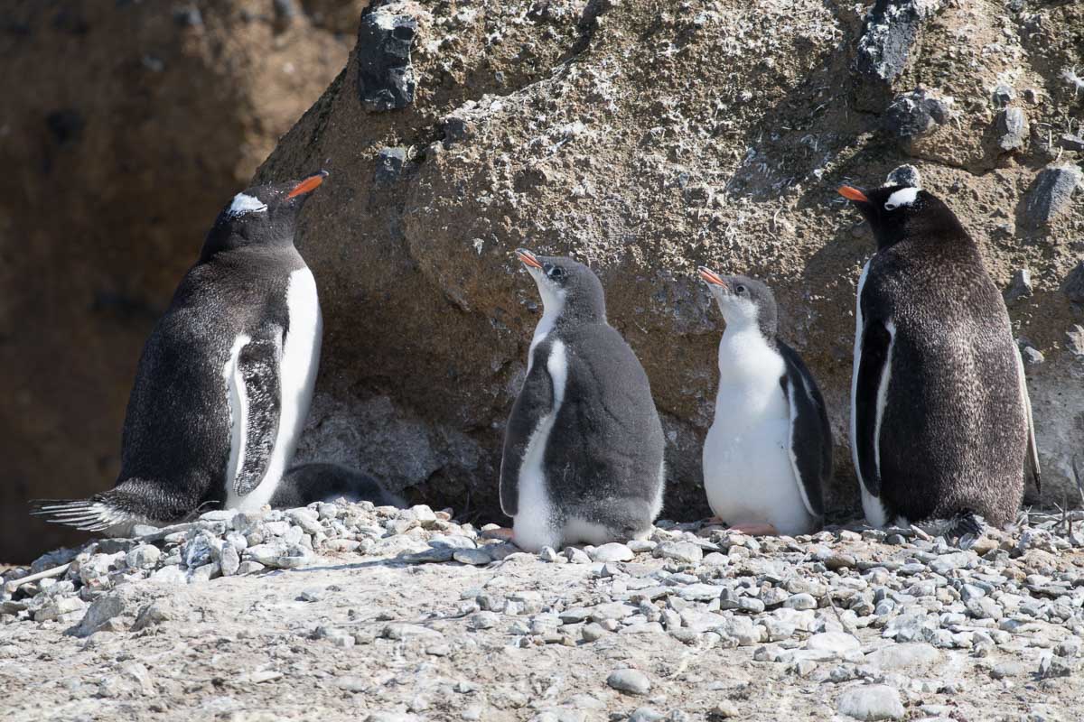 Antarctica 2017 - Penguins 050