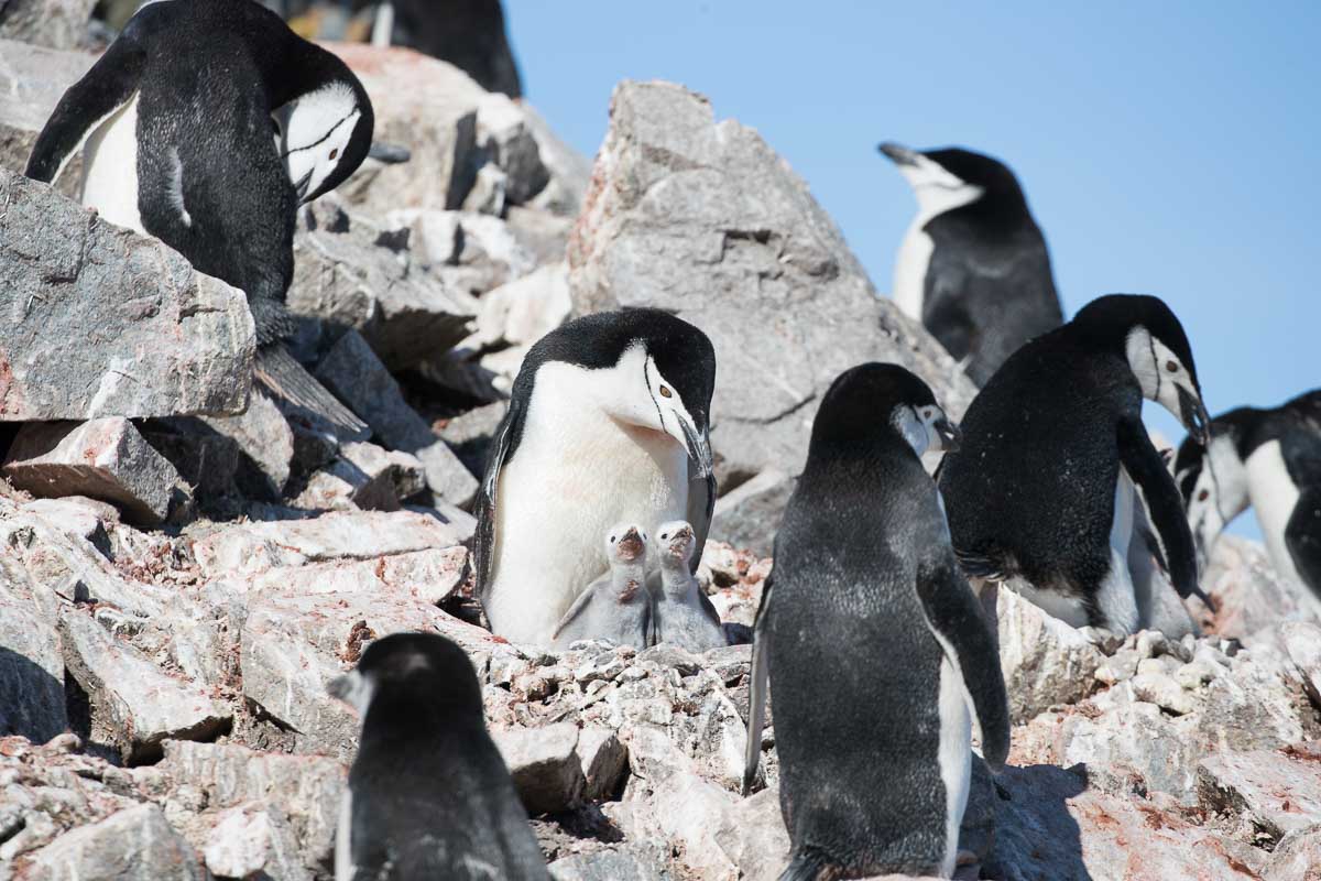 Antarctica 2017 - Penguins 078