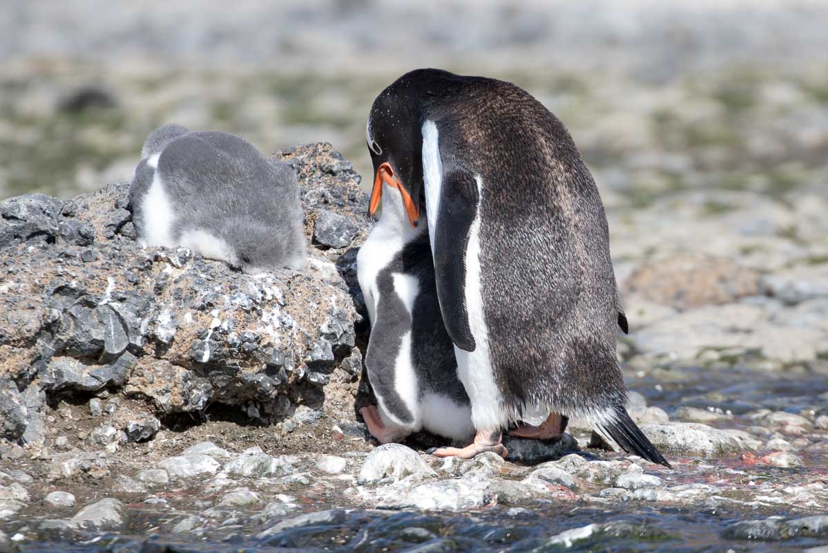 Antarctica 2017 - Penguins 066