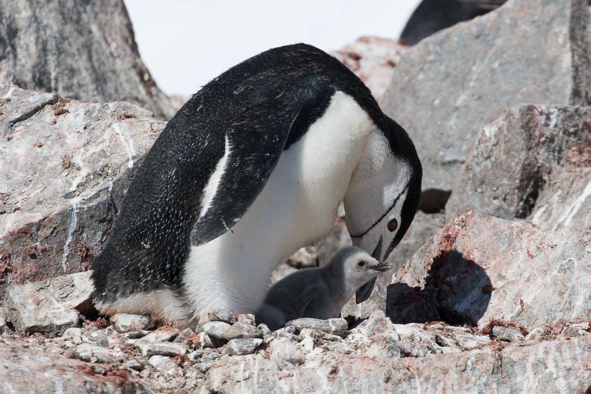 Antarctica 2017 - Penguins 093