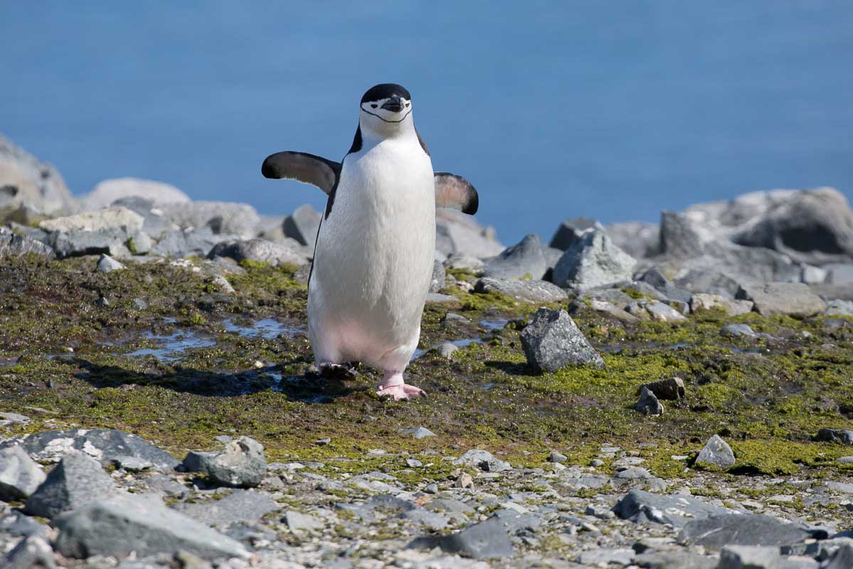 Antarctica 2017 - Penguins 104