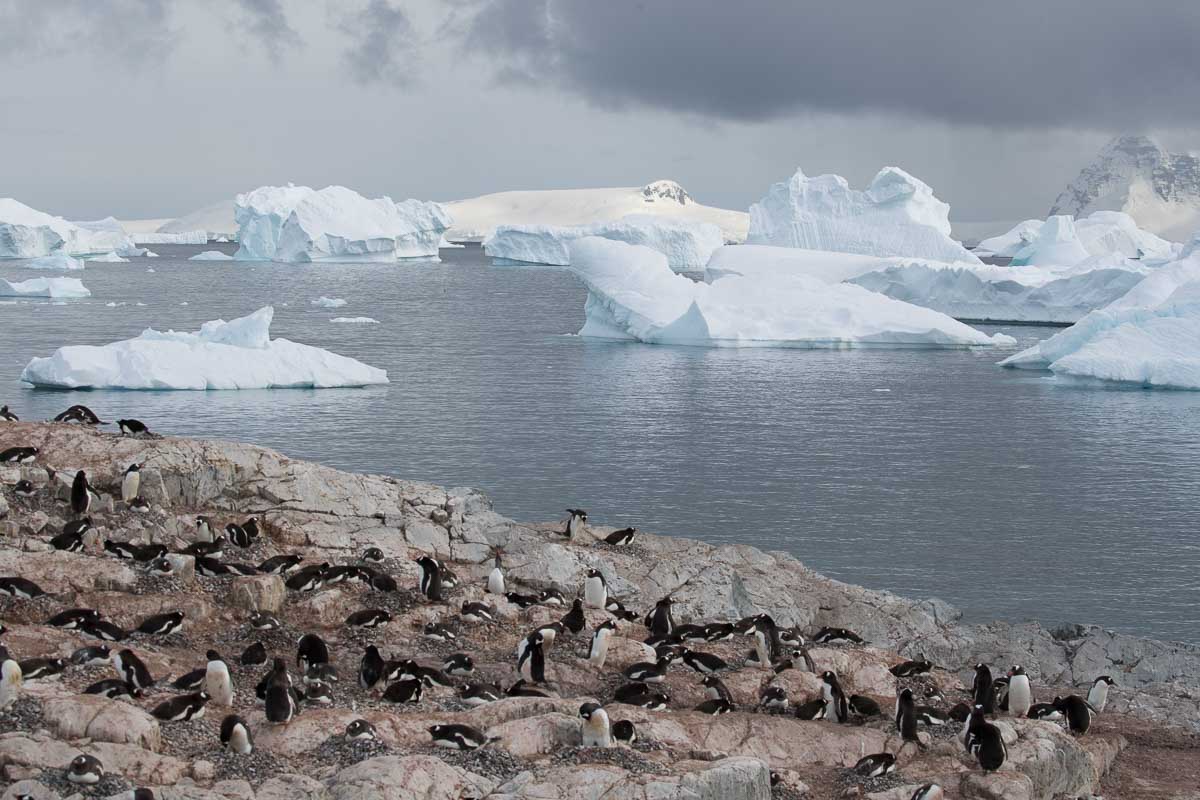 Antarctica 2017 - Penguins 116