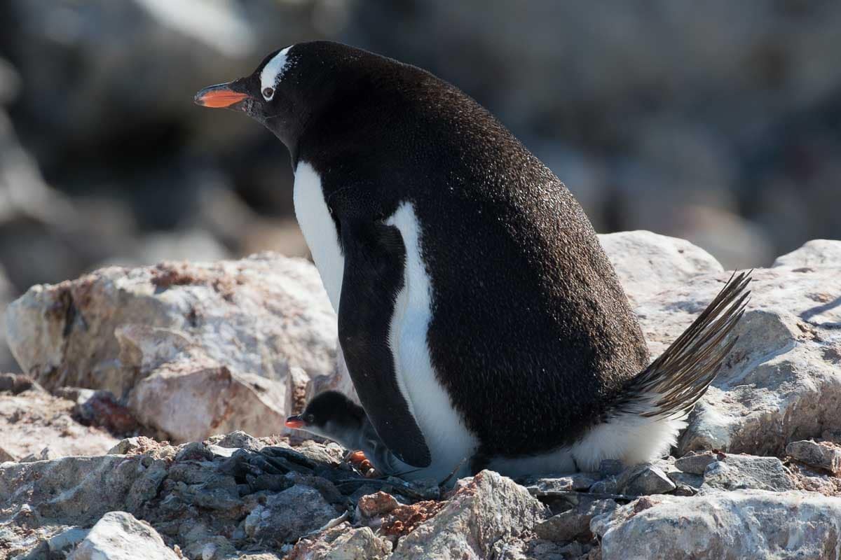 Antarctica 2017 - Penguins 129