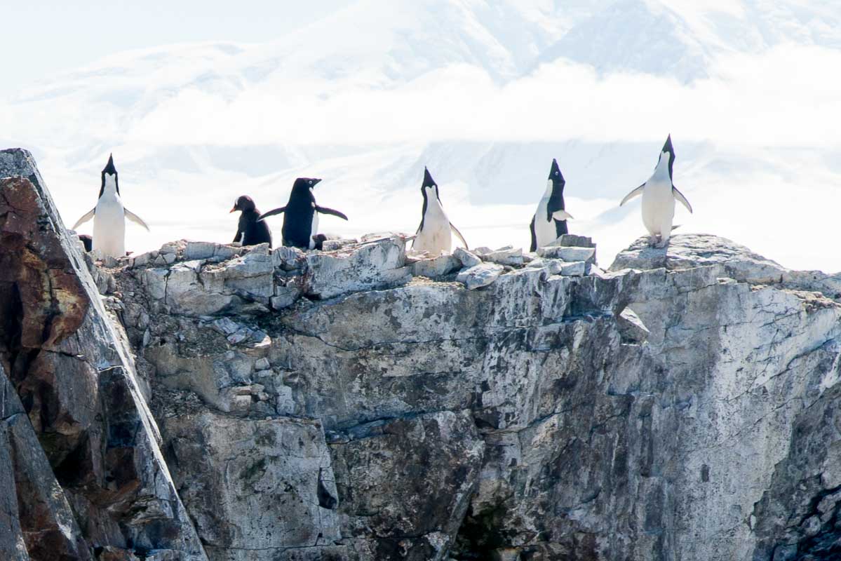 Antarctica 2017 - Penguins 136