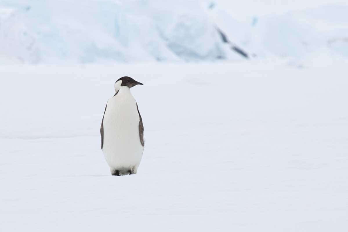 Antarctica 2017 - Penguins 140