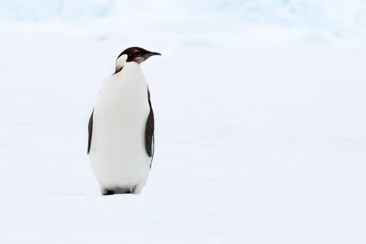 Antarctica 2017 - Penguins 148