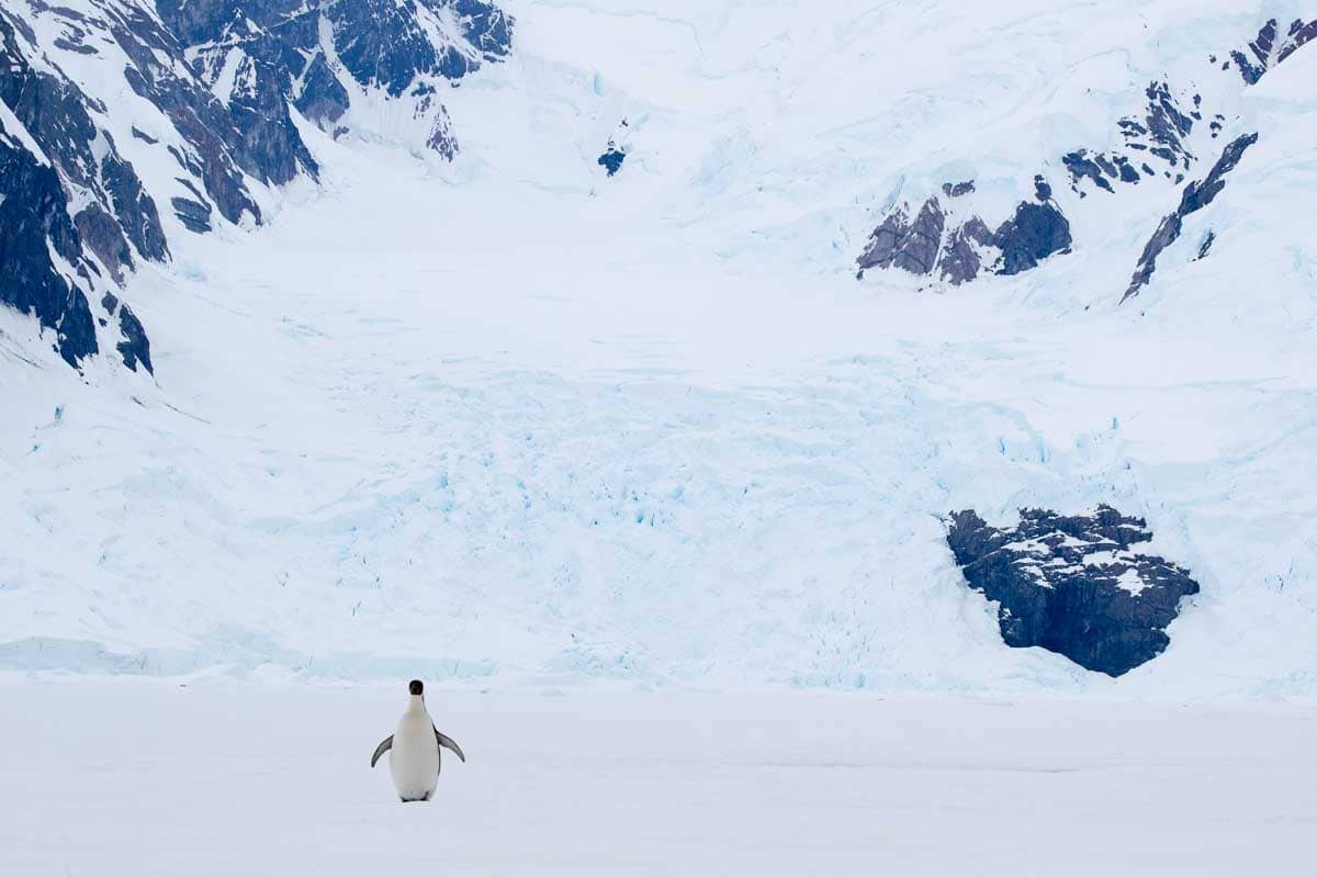 Antarctica 2017 - Penguins 150