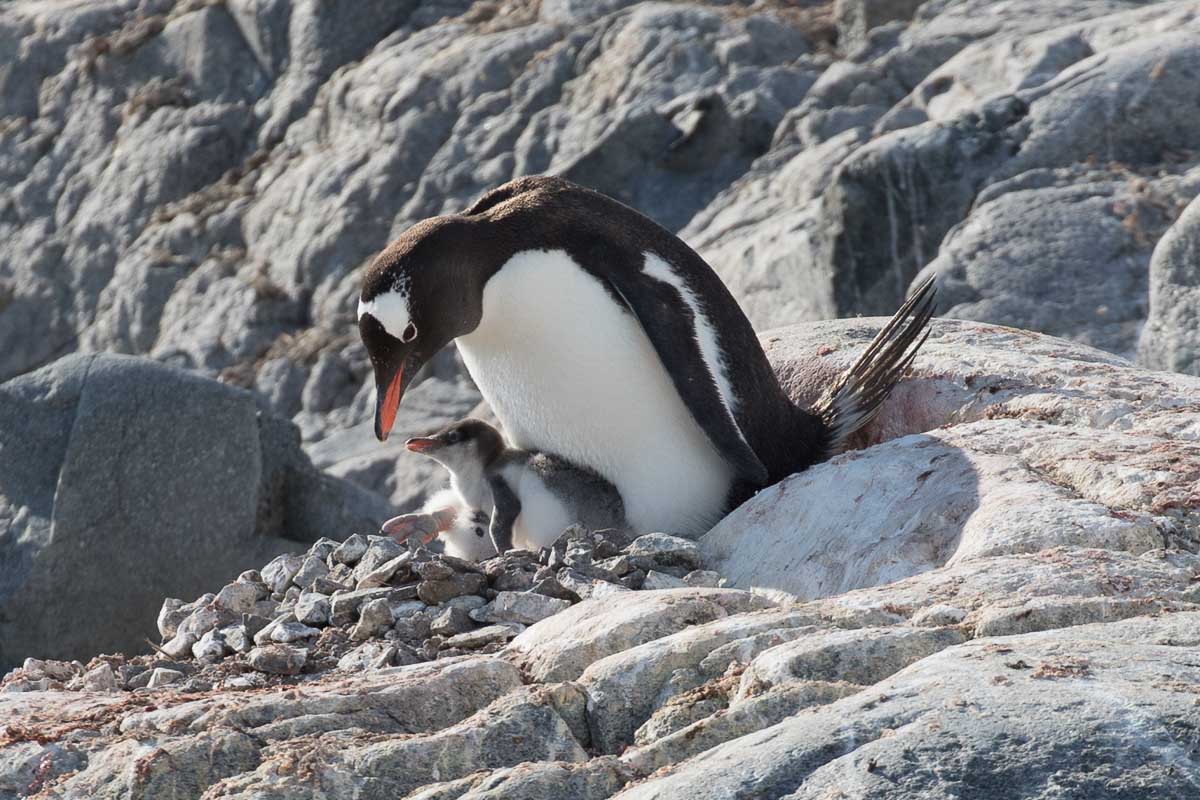 Antarctica 2017 - Penguins 157