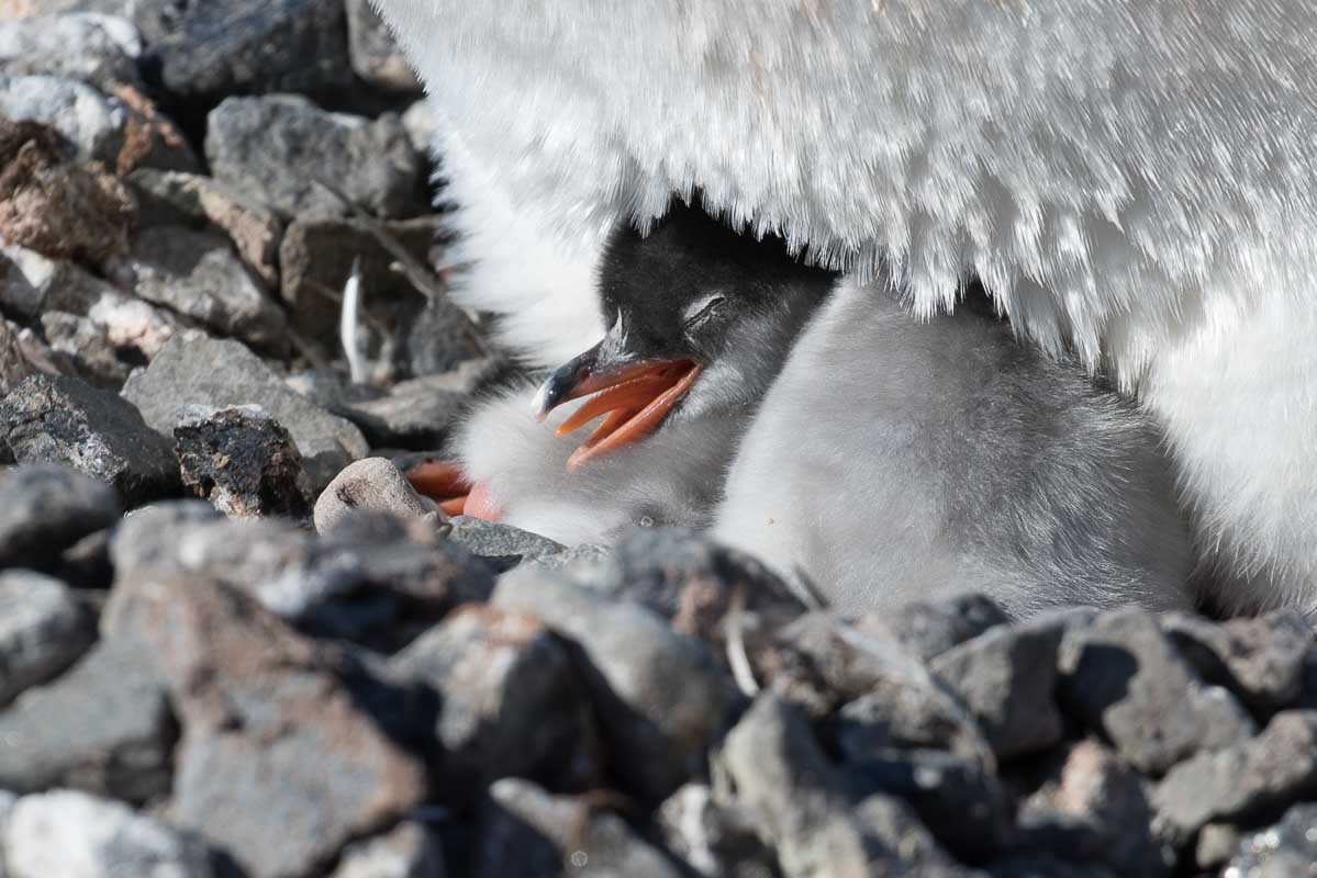 Antarctica 2017 - Penguins 160