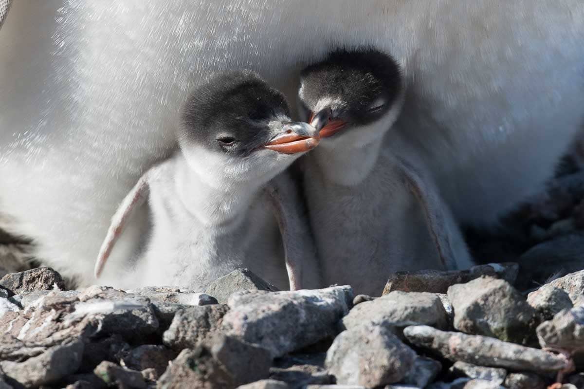 Antarctica 2017 - Penguins 169