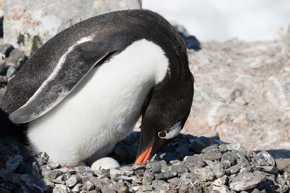 Antarctica 2017 - Penguins 181
