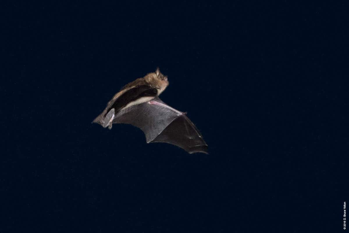 20160907BATS02