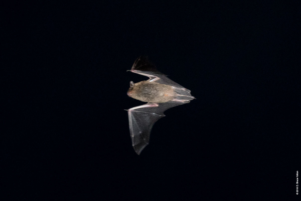 20160903BATS01