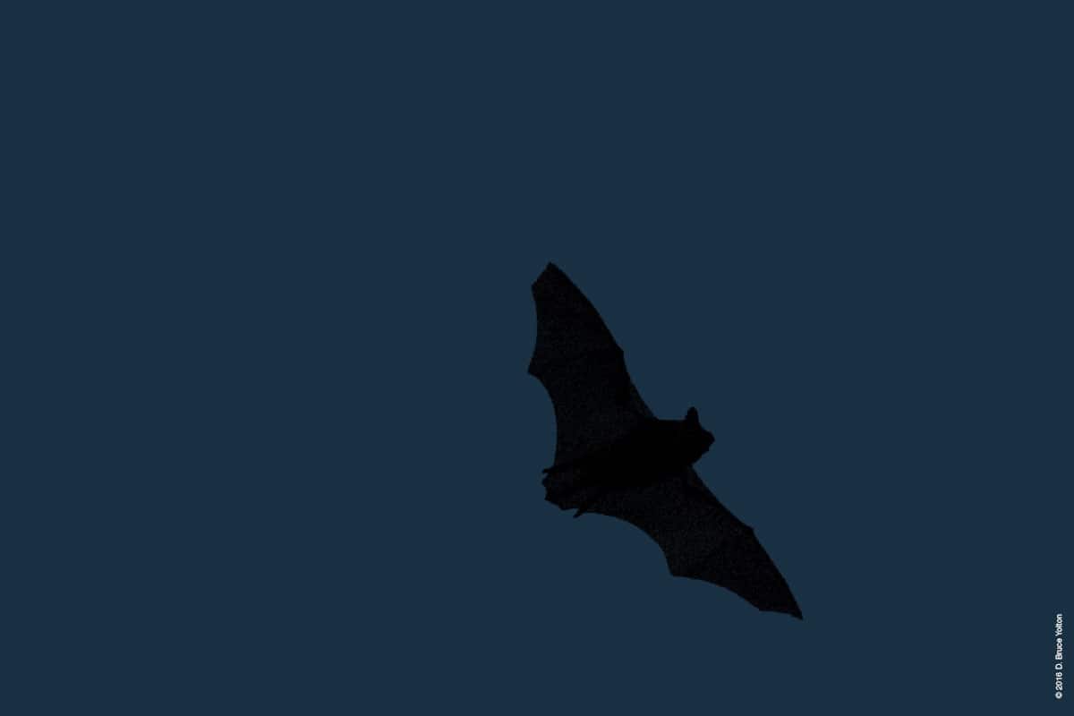 20160903BATS04