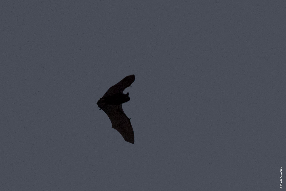 20160903BATS06