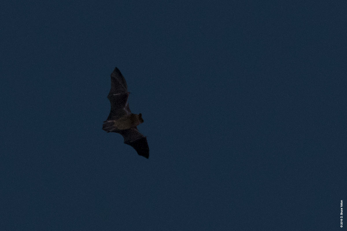 20160903BATS08