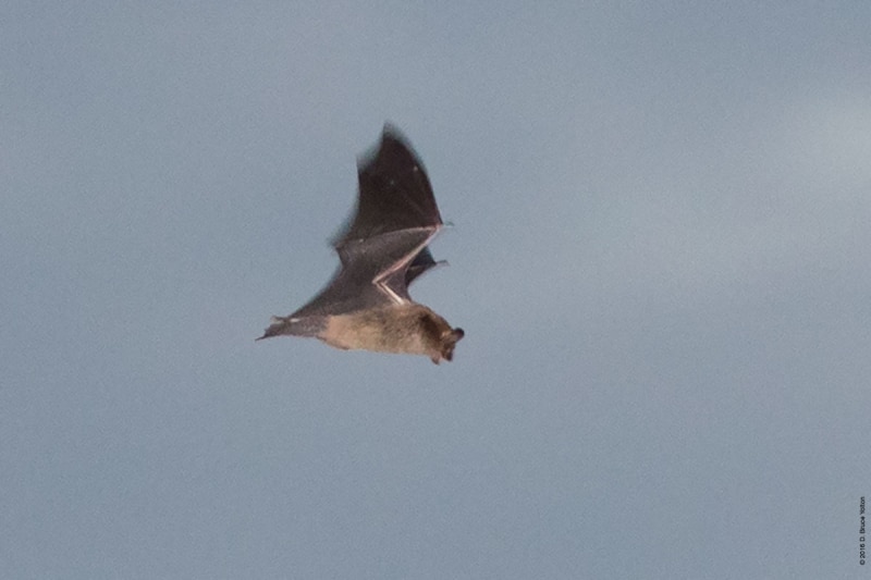 20160831BATS05