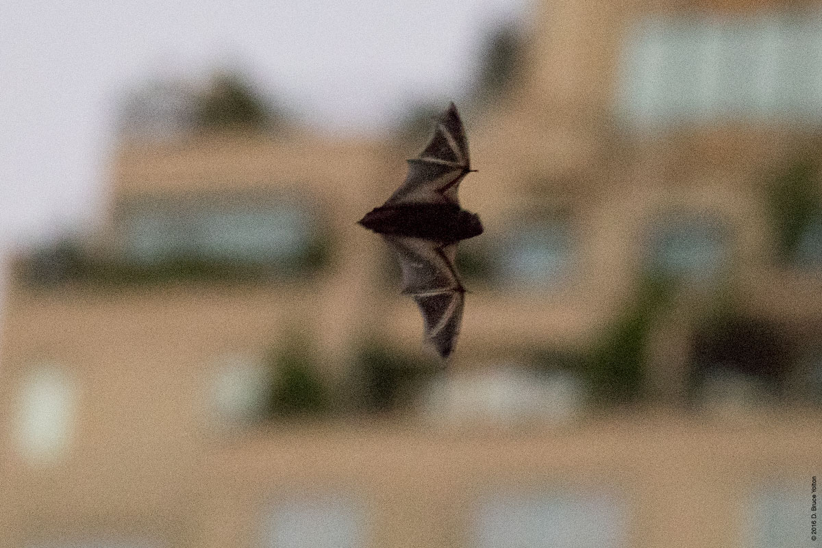 20160829BATS03