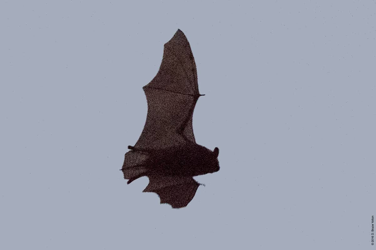 20160829BATS19