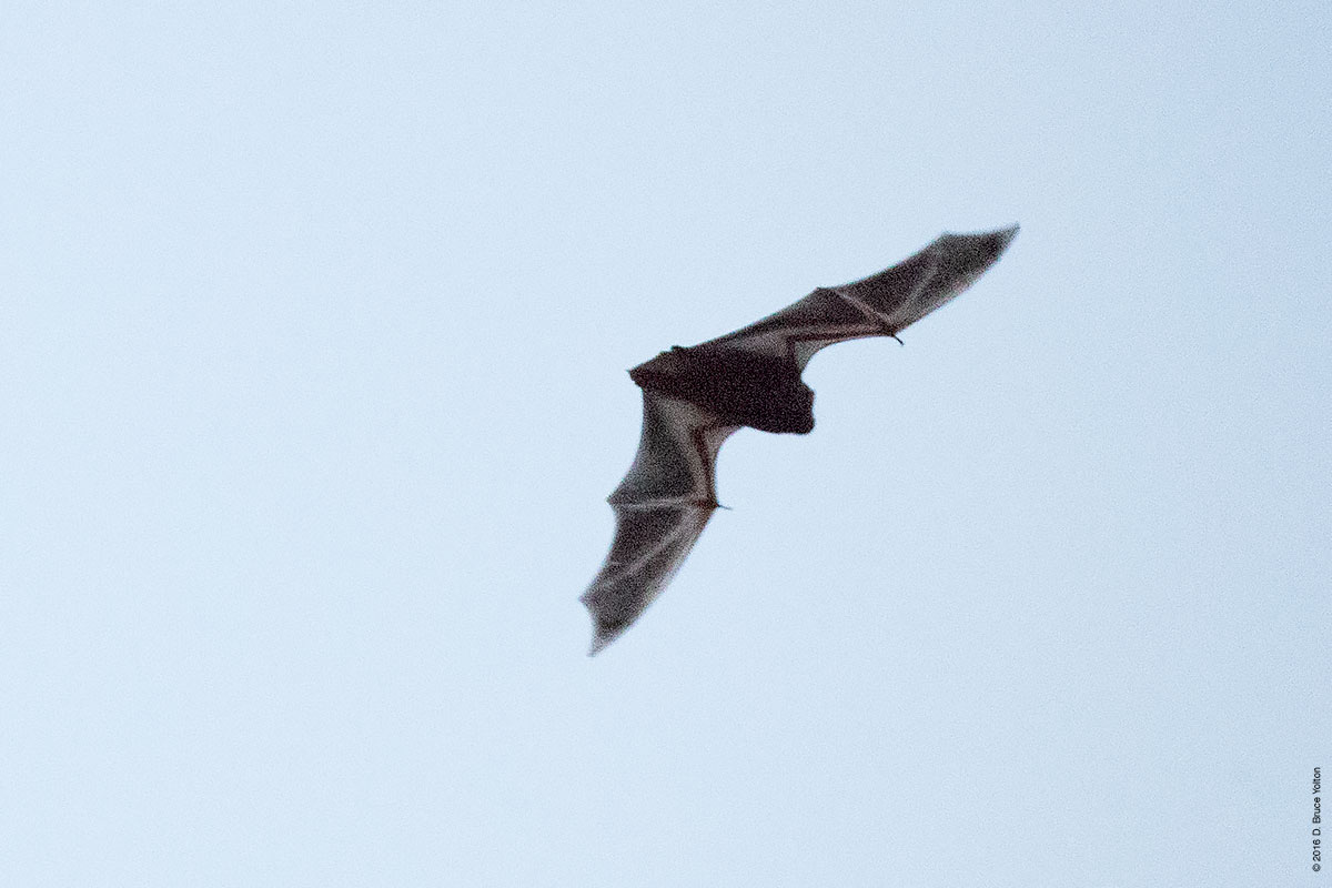 20160824BATS01