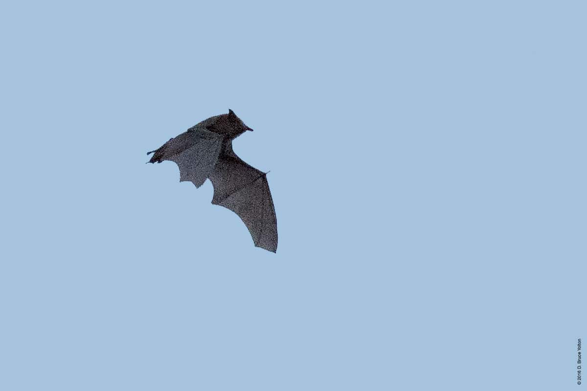 20160824BATS02