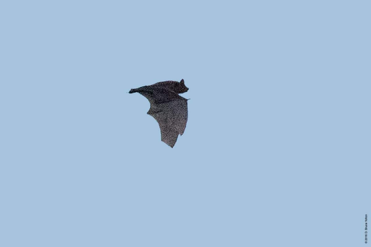 20160824BATS08