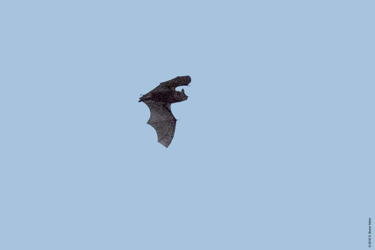 20160824BATS09