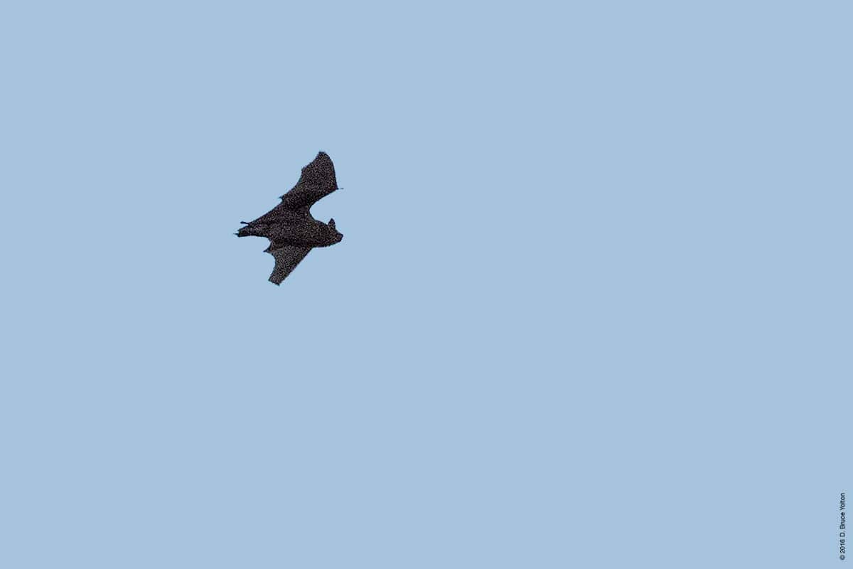 20160824BATS10