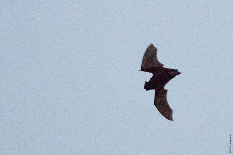 20160822BATS07