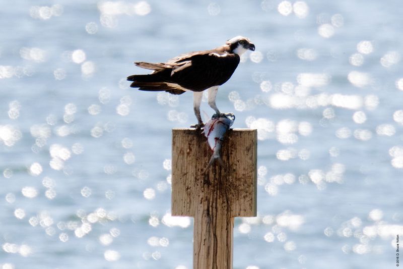 20160610Osprey01