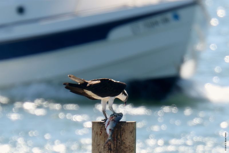 20160610Osprey02