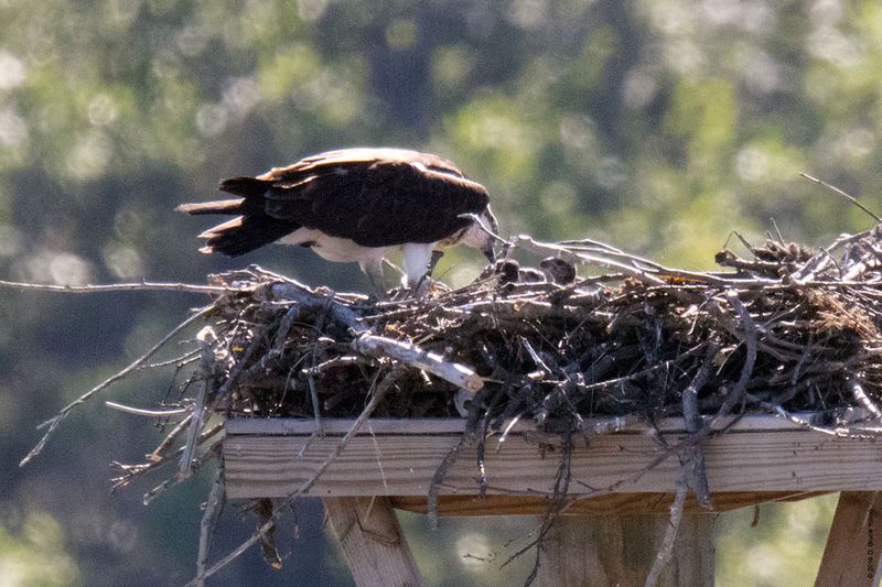 20160610Osprey04