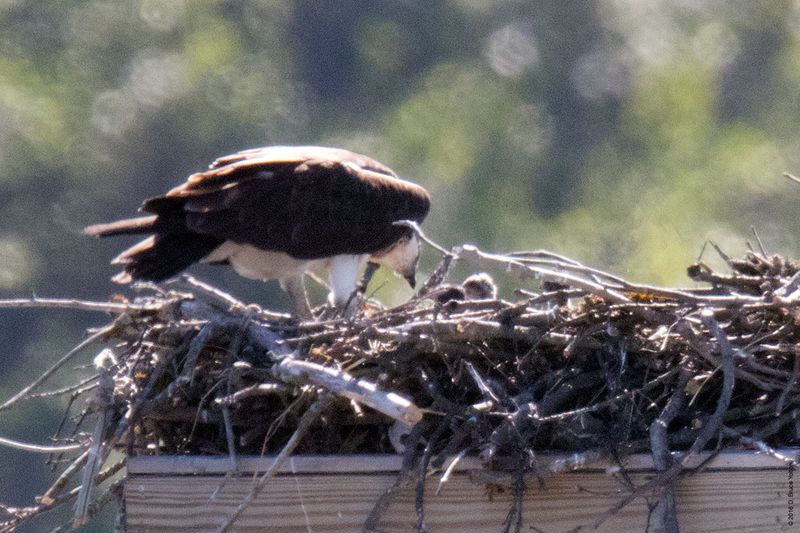 20160610Osprey06