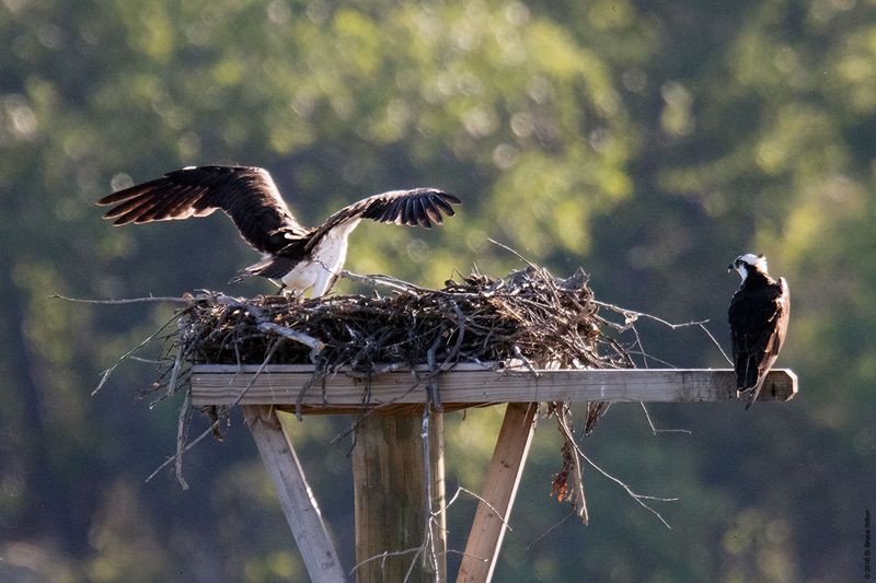 20160610Osprey07