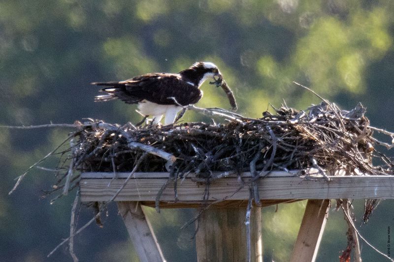 20160610Osprey08