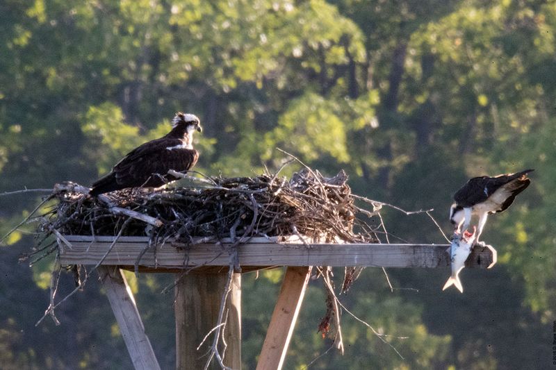 20160610Osprey10