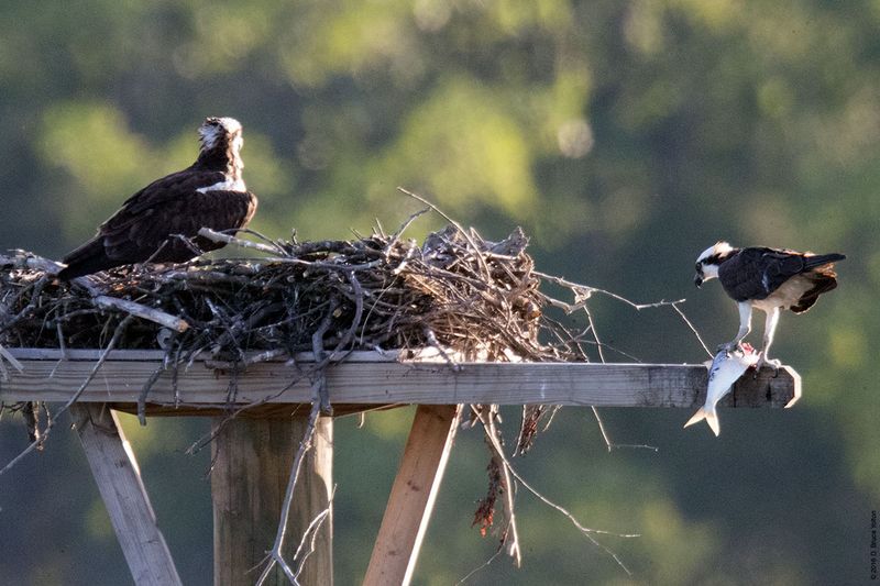 20160610Osprey11