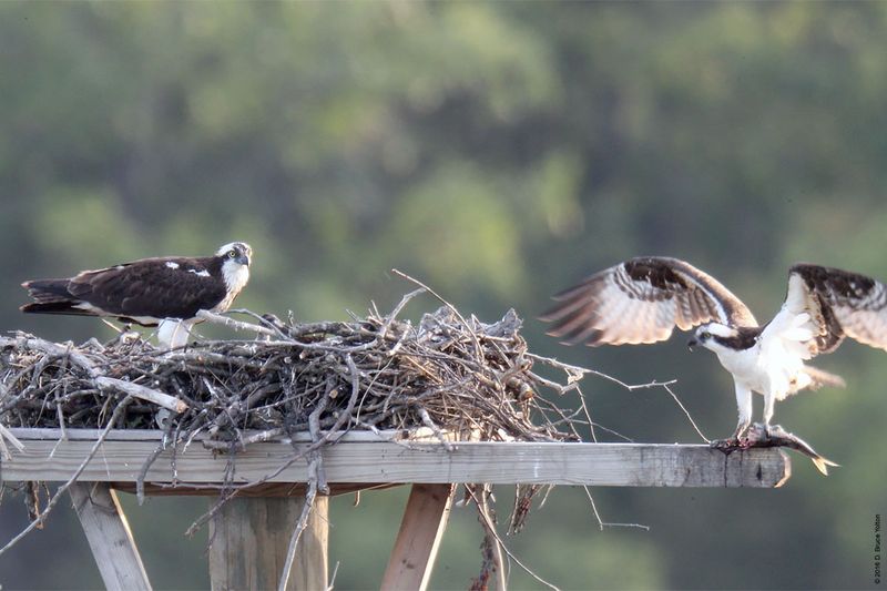 20160610Osprey13