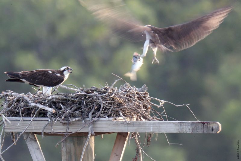 20160610Osprey14