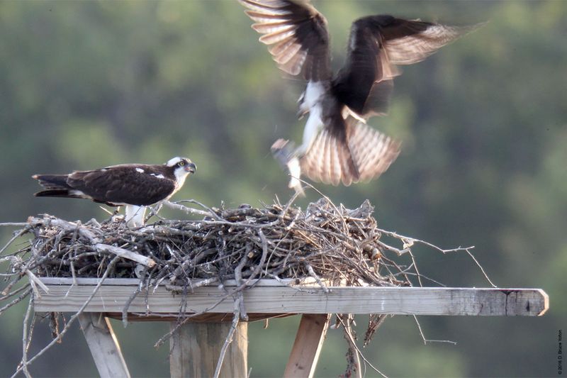 20160610Osprey15