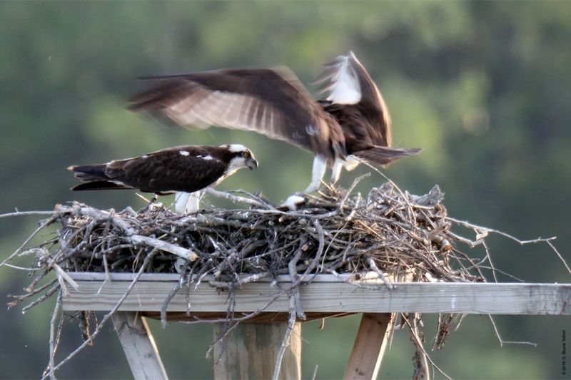 20160610Osprey16