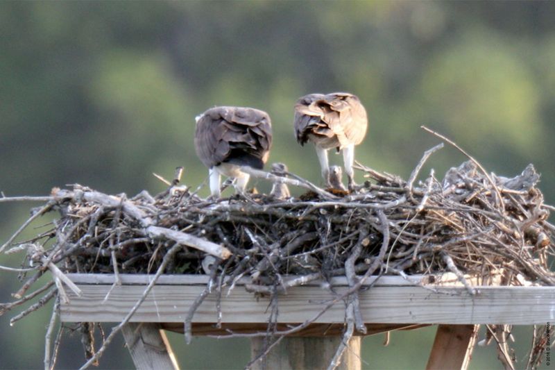 20160610Osprey17