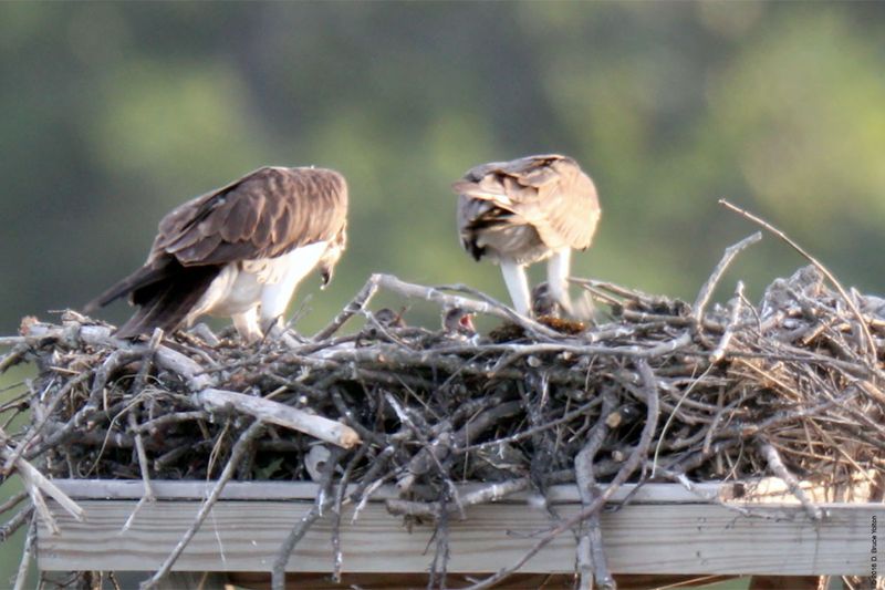 20160610Osprey18