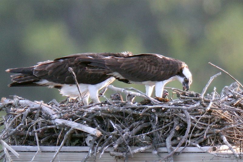 20160610Osprey19