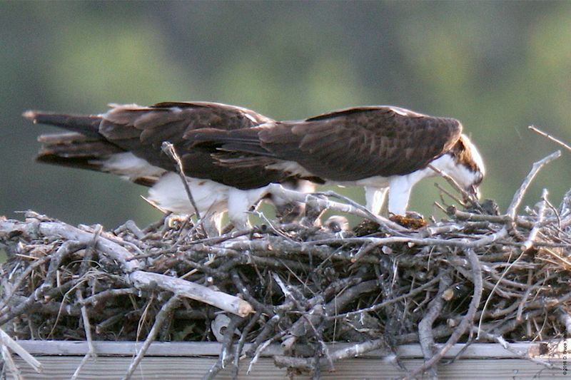 20160610Osprey20